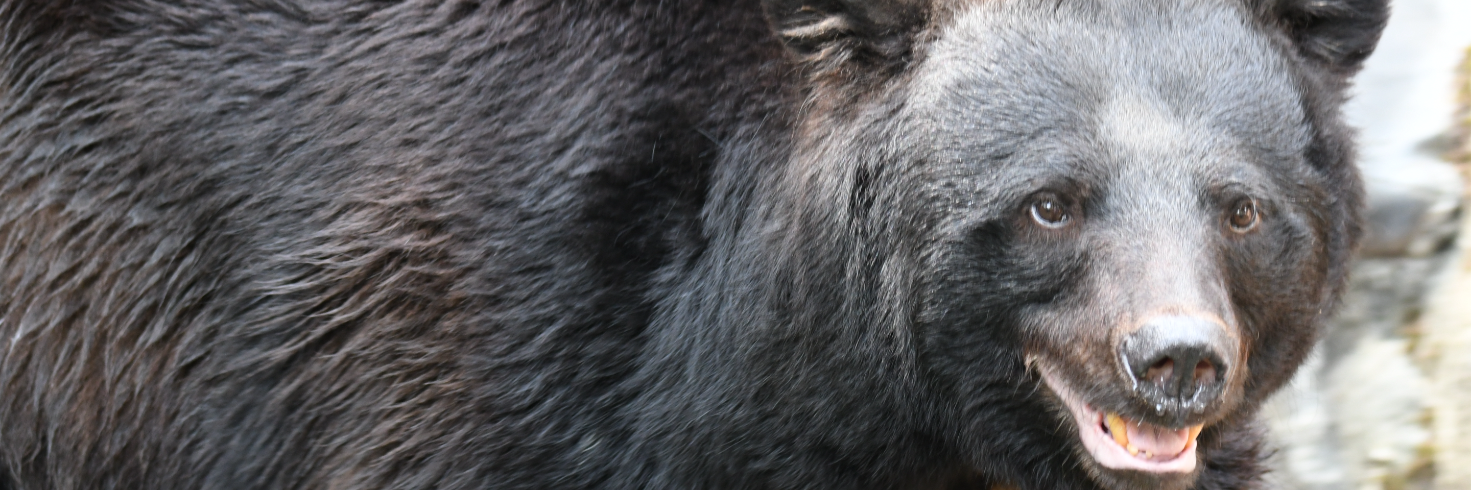 
<span>【独自調査】最新版「クマ人身被害マップ」で判明した死傷者数“ワースト県”とその処方箋</span>
