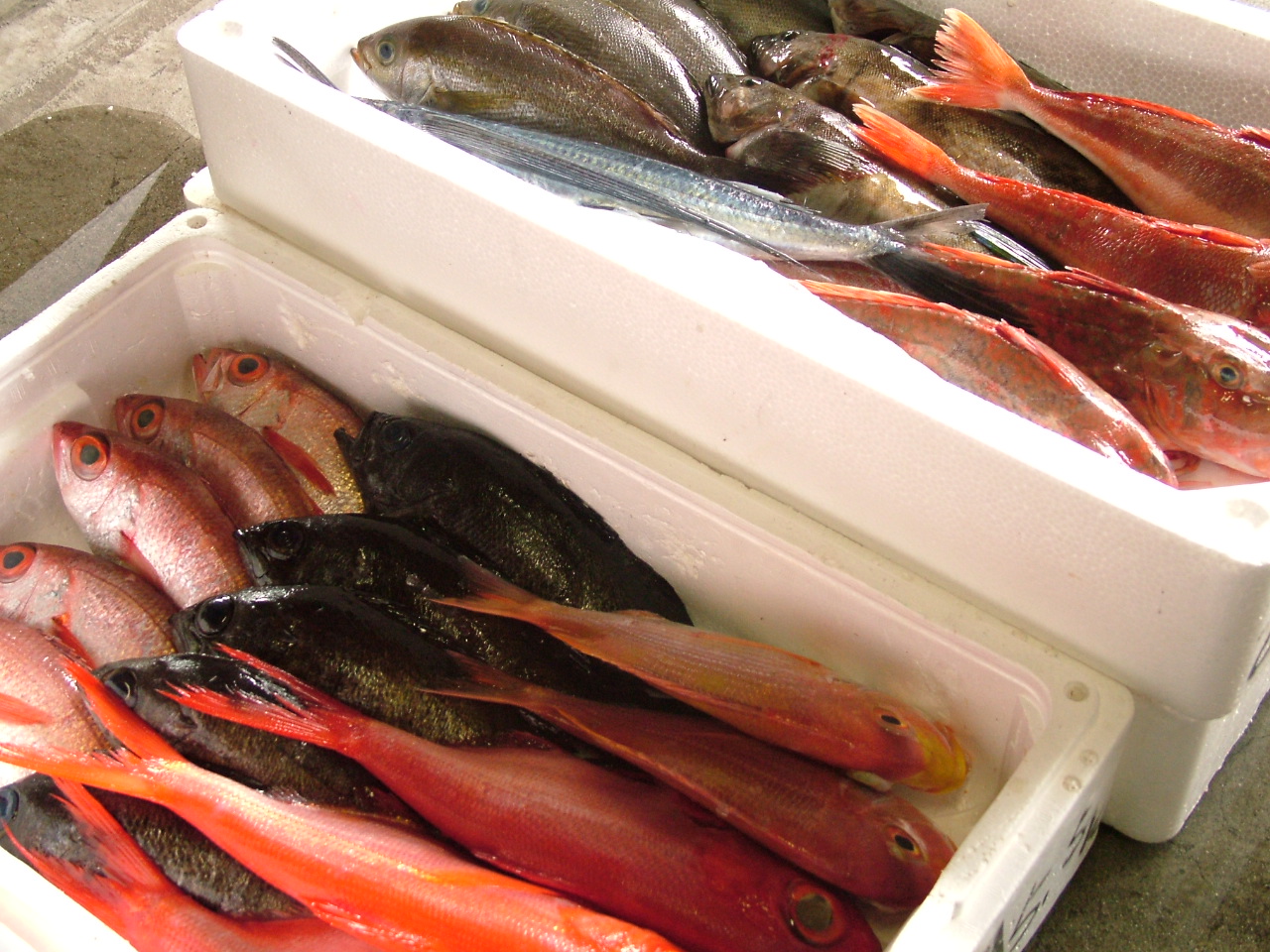 
<span>かわいい魚屋さん</span>
