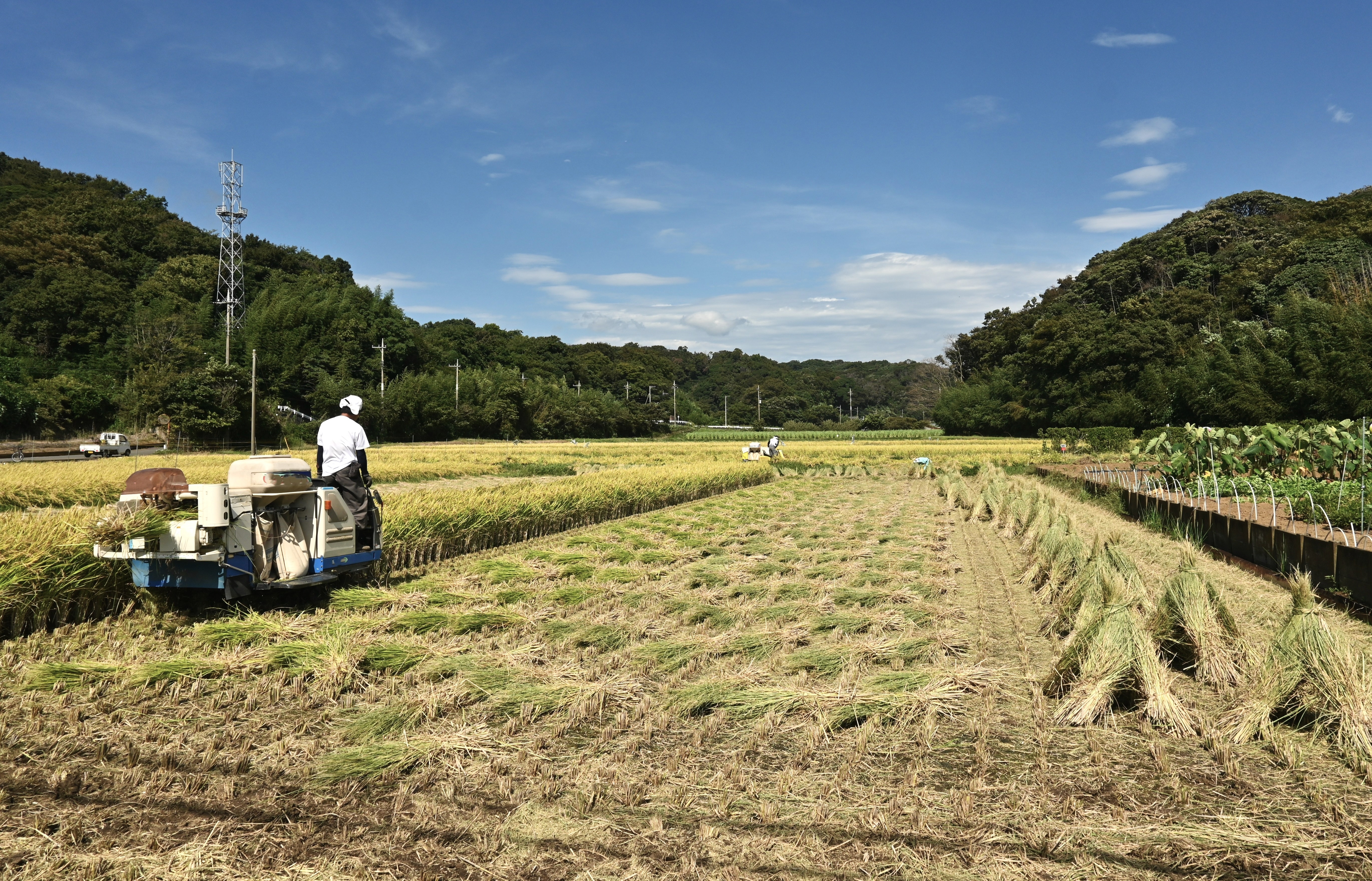 
<span>「農家のリスクは農水省」　現役農家が懸念する「おこめ券」悪夢のシナリオ</span>
