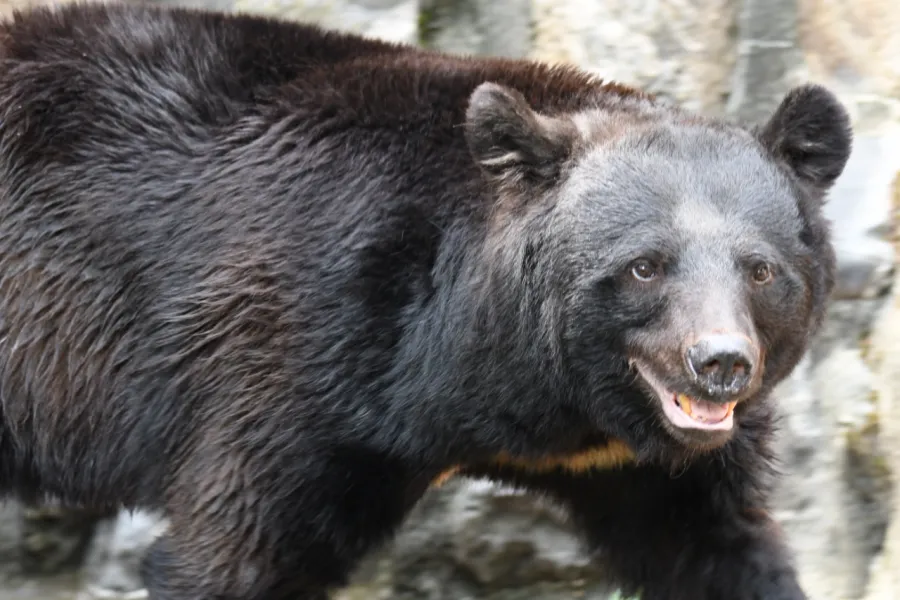 【独自調査】最新版「クマ人身被害マップ」で判明した死傷者数“ワースト県”とその処方箋