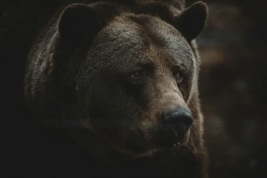 なぜクマは人間を襲うのか　正しく恐れるためのリテラシー