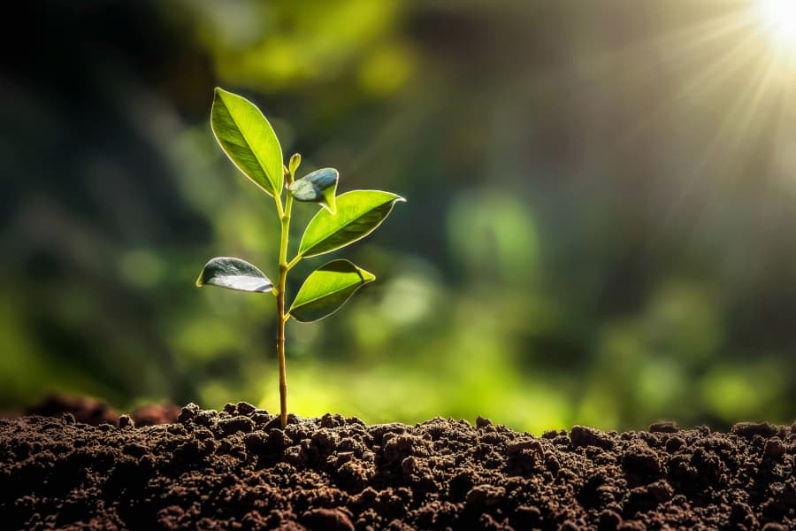 「なぜ植物に脳がないのか？」――進化生物学の大家を感嘆させた、AI起業家の見事な説明とは？